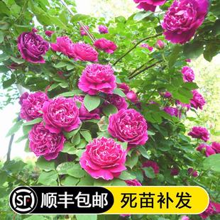 爬藤攀援花卉藤本月季 开花植物 花苗拱门蔷薇大苗多花浓香玫瑰四季