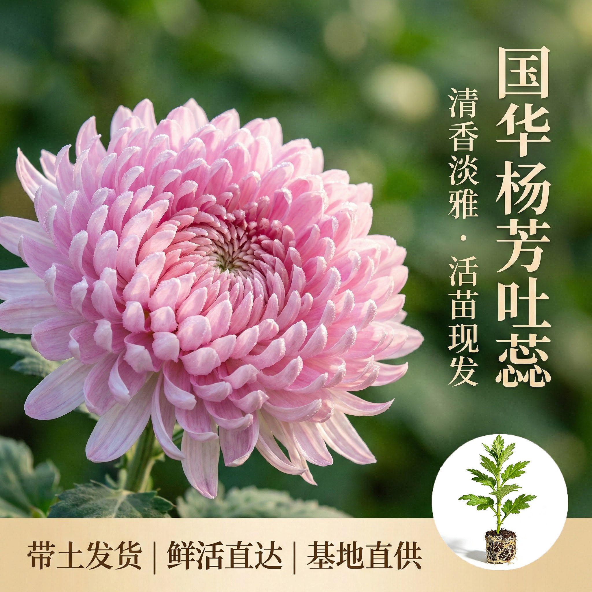 大菊花苗杨芳吐蕊多年生宿根花卉阳台庭院盆景秋季开花易活九月菊