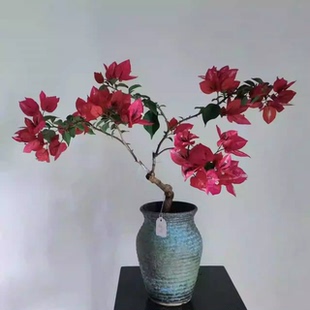 (倾城美人)三角梅小苗红色不带花盆栽大苗重瓣室内阳台庭院树苗