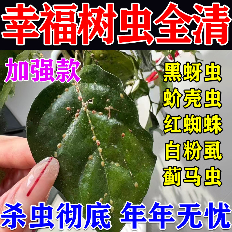 幸福树除虫剂灭除蚧壳虫绿宝树蚜虫蚧壳虫红蜘蛛白粉虱植物除虫
