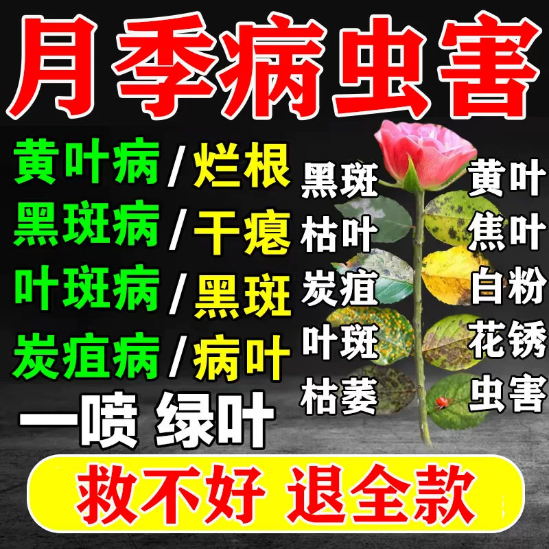 月季专用营养液白粉病黄叶病