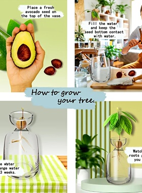 Two-piece Avocado Seed Starter Vase - Grow Your Own Avocado