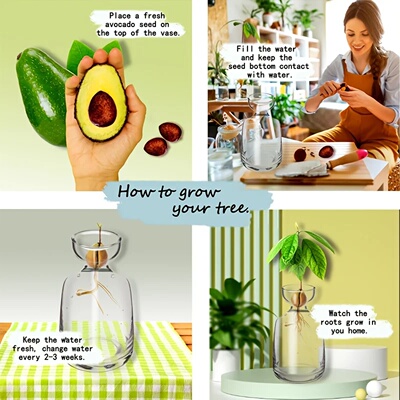 Two-piece Avocado Seed Starter Vase - Grow Your Own Avocado