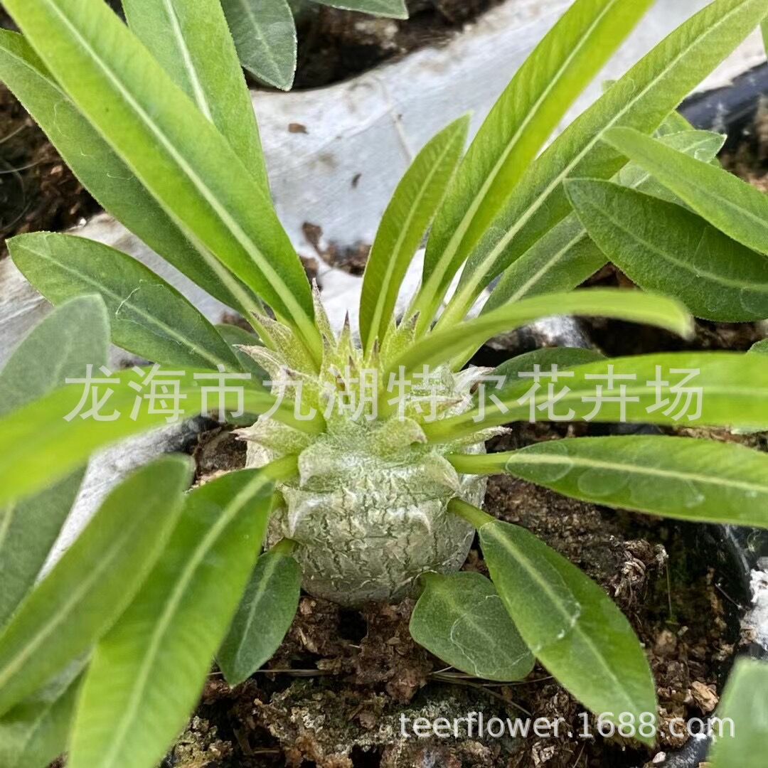 惠比大黑苗 桌面迷你绿植花卉  实生籽播一年小苗