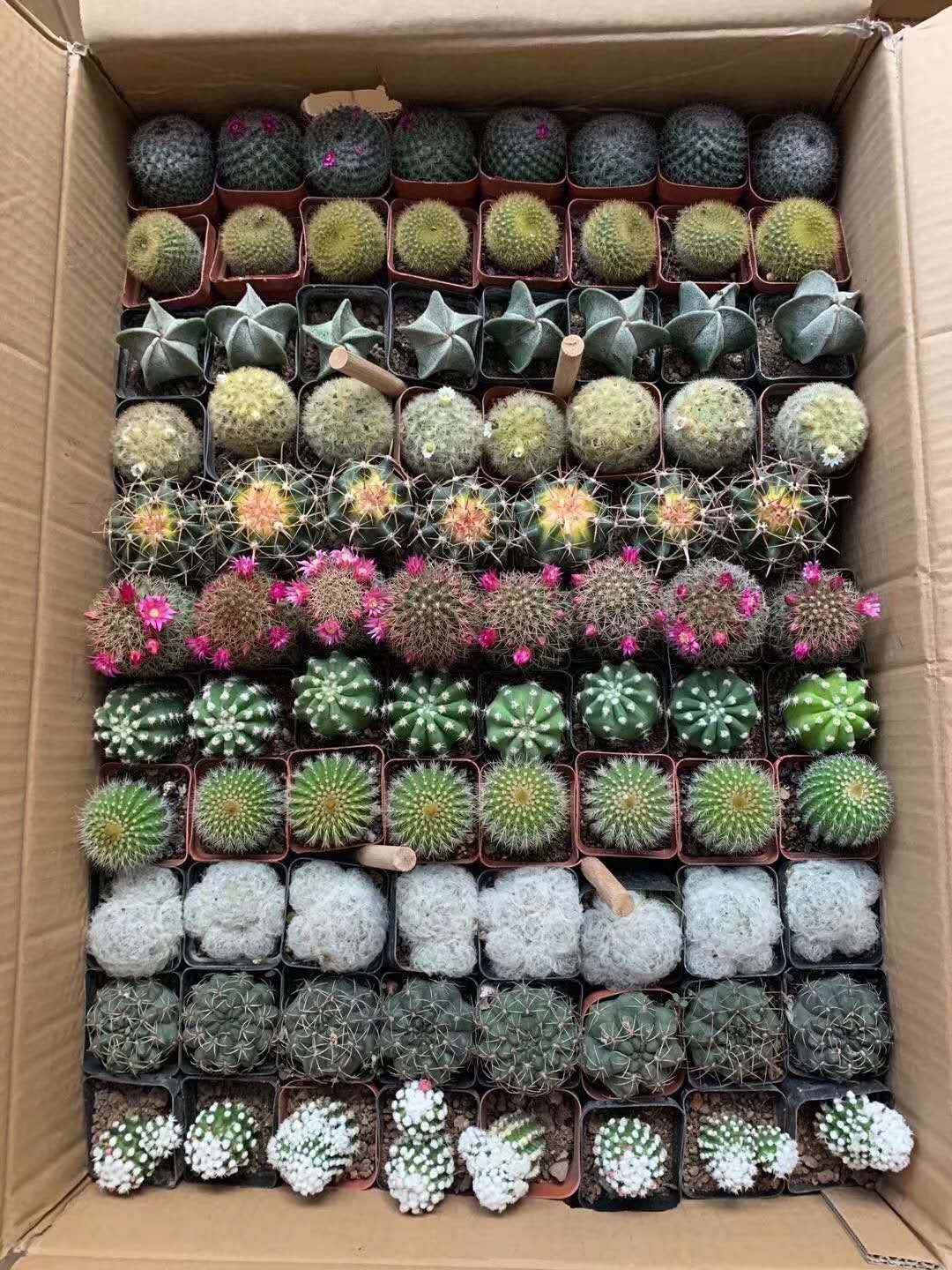 基地直供多肉小盆栽11色球