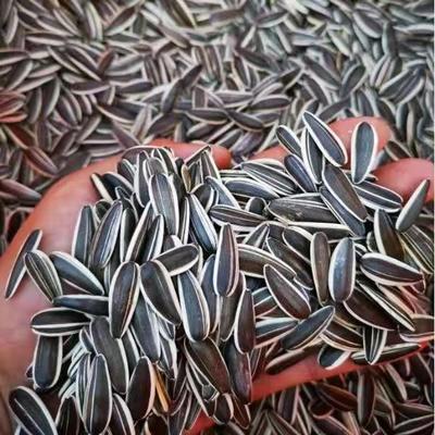 新货原味瓜子赤峰363葵花籽