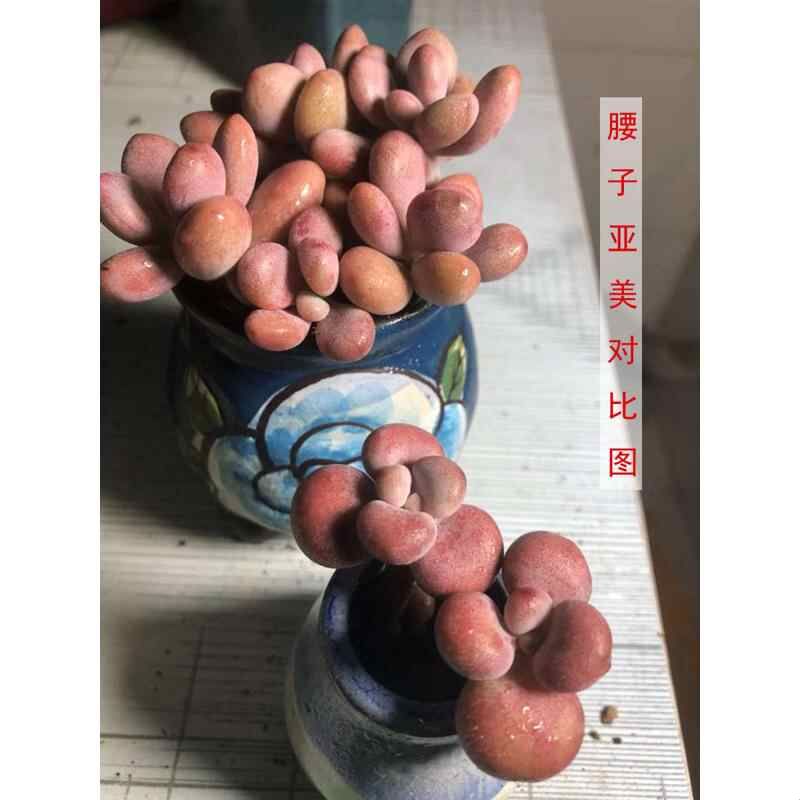 丸叶桃蛋多肉老桩 带杆正宗腰子蛋桃之桌面植物迷一物一拍包邮红图片