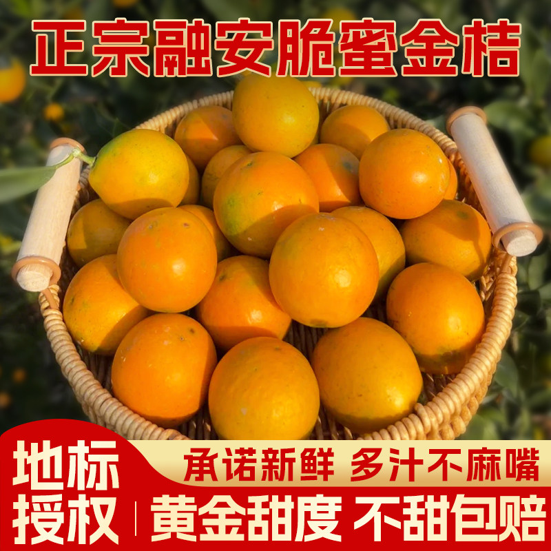 广西融安脆蜜金桔官方旗舰店第三代脆蜜金柑水果礼盒新鲜独立包装