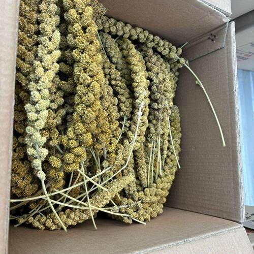 小玉米磨牙杂粮块红白绿黑黄谷穗 亚麻籽穗 燕麦穗 粱穗 水稻穗