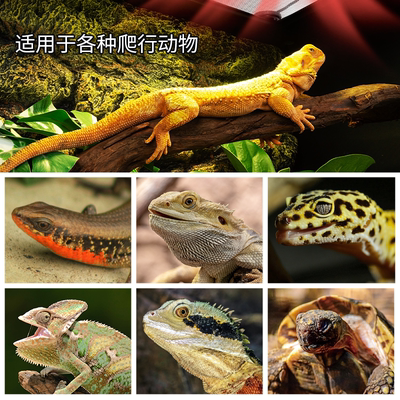 reptizoo爬宠可调温加热板爬虫饲养箱暖风机陆龟蜥蜴守宫角蛙加热