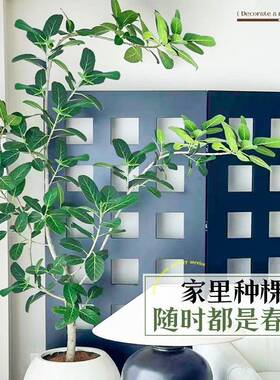 新网红孟加拉榕盆栽型款绿面植榕高山榕树室内客厅落F976M669地橡