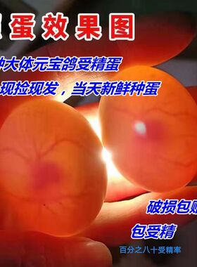 极速大体元鸽子种蛋可以孵化的受精蛋一对包邮元T圆环摩登观赏鸽