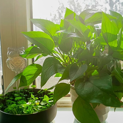 极速Clear Plant Watering Buwlbs,6 Pack Plastic Self-Watering