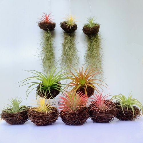 空气凤梨懒人无土植物松萝空气草精灵室内外挂饰趣味美观净化空气