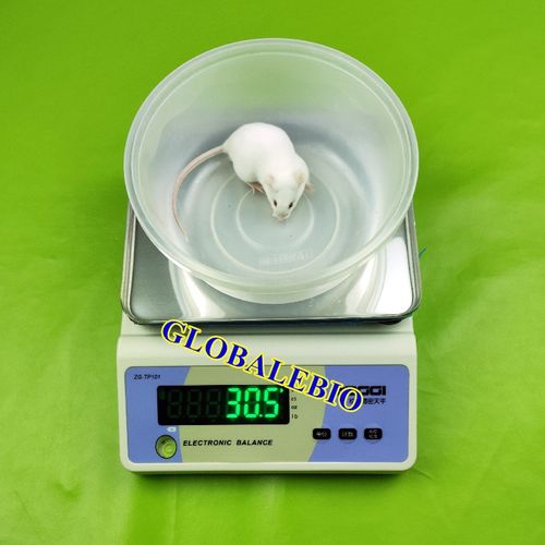 极速小鼠电子称i 大鼠电子天平秤 小动物体重称 高精度电子秤称量