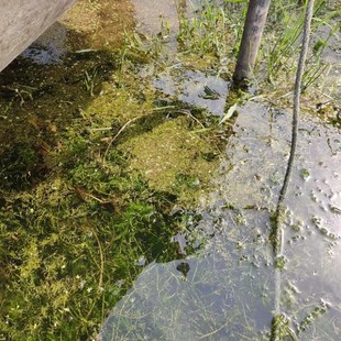 草虫净 处理摇蚊幼l虫,线虫杀灭吃草虫水蚯蚓 一瓶用1.5到2亩水面