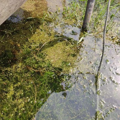 草虫净 处理摇蚊幼l虫,线虫杀灭吃草虫水蚯蚓 一瓶用1.5到2亩水面