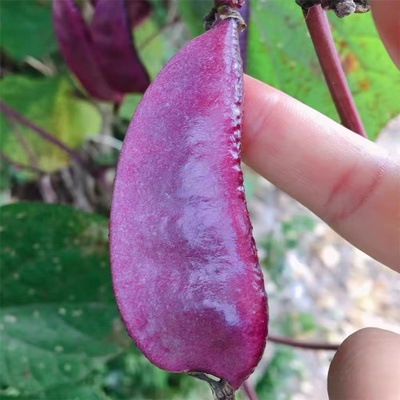 湖北农家新鲜扁豆红扁豆紫扁豆角肉扁豆荚峨嵋豆芸豆老品种包邮
