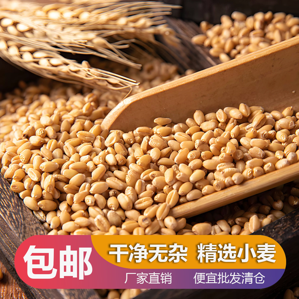 2024年收农家自产新小麦粒带皮喂鸡鸭鹅鸽粮饲料酿酒钓鱼鸟食