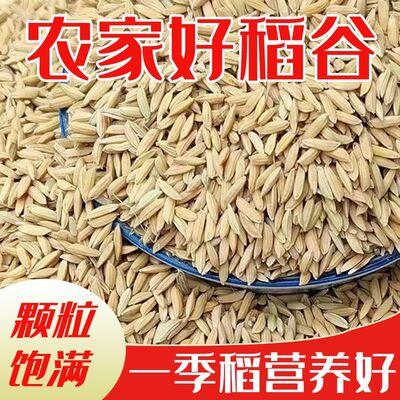 优质稻谷50斤2025年精选长稻谷