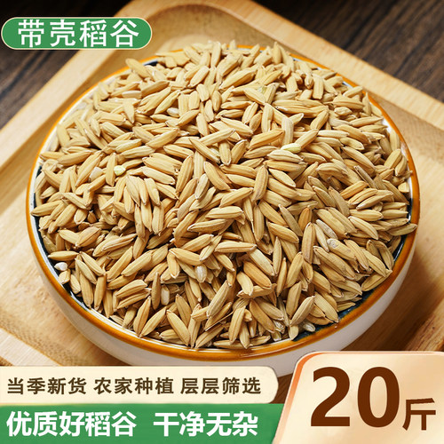 农家水稻谷子带壳大米新稻谷饲料