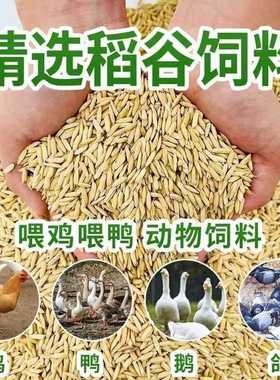农家稻谷水稻稻子带壳粮食喂鸡鸭鹅鸽鸟仓鼠宠物饲料带壳大米谷子