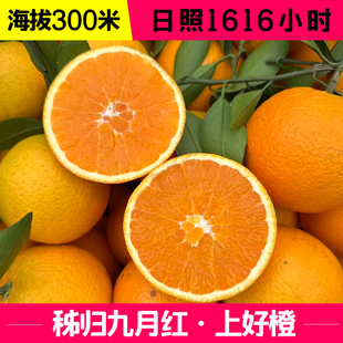 宜昌正宗九月红脐橙秭归脐橙子应季现摘新鲜甜橙子5手剥水果9整箱