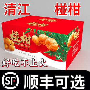 （顺丰包邮）湖北宜昌长阳椪柑岩松坪原产地脆甜柑橘超特大果新鲜