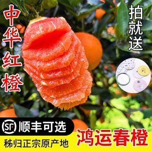 秭归脐橙中华红橙新鲜采摘孕妇手剥水果应季脐橙甜橙非伦晚雪橙子