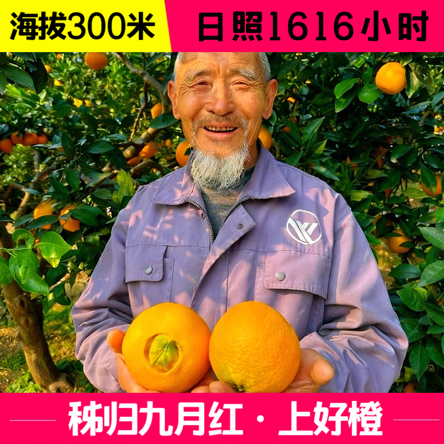 宜昌九月红橙子秭归脐橙现摘