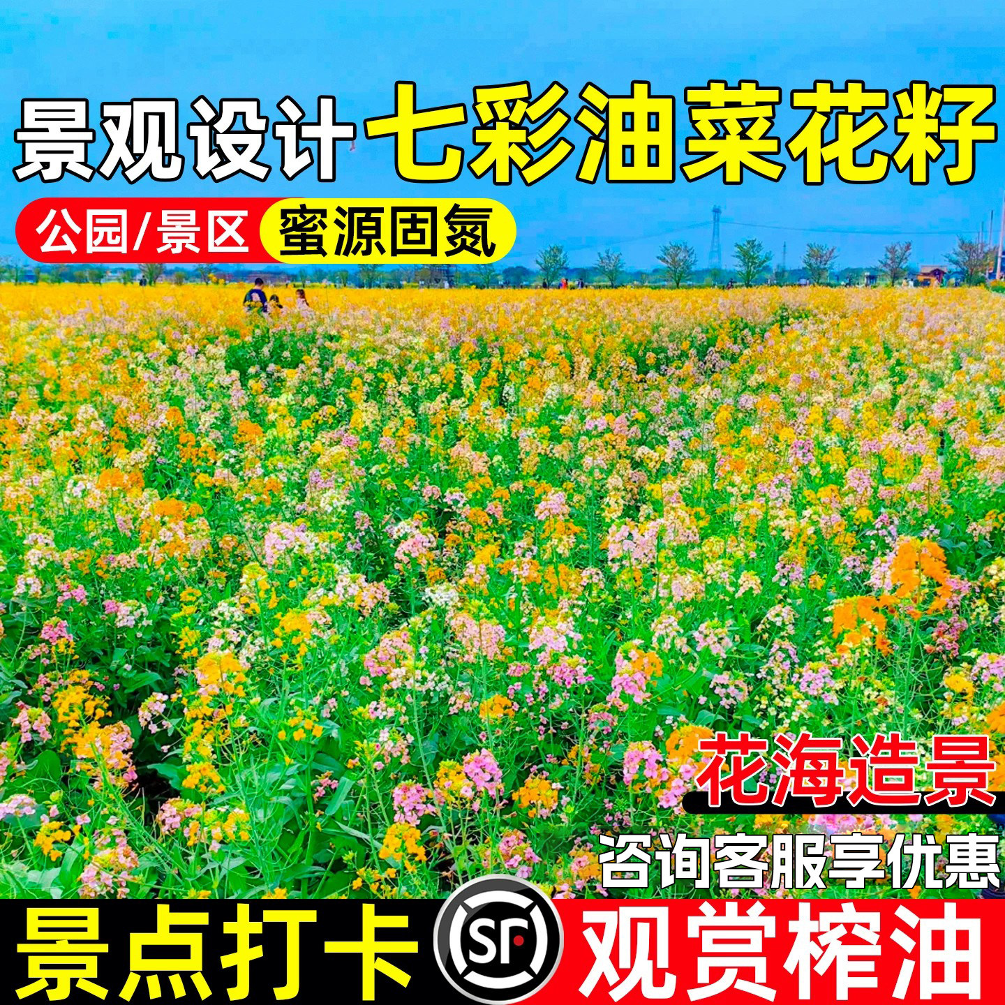 七彩油菜花籽网红景点观赏造景