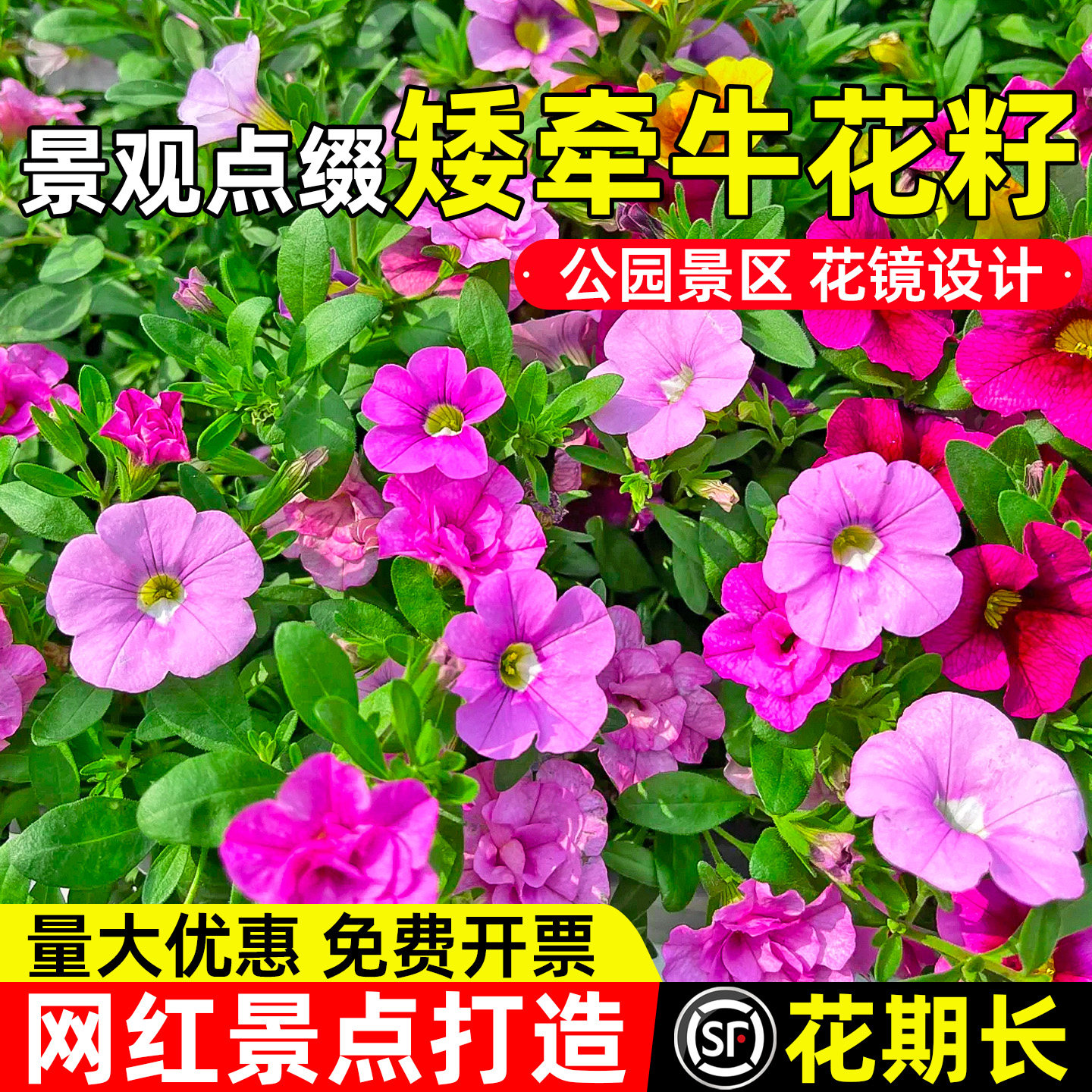 牵牛花种子公园景区爬墙植物喇叭花籽景观点缀花海花镜美化花种籽