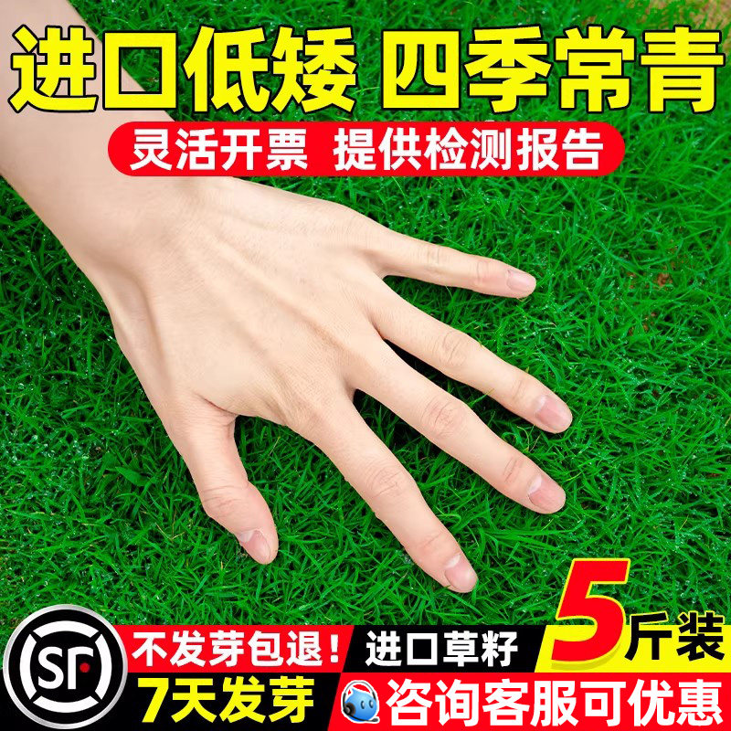 草坪草籽四季常青矮生地毯草种籽