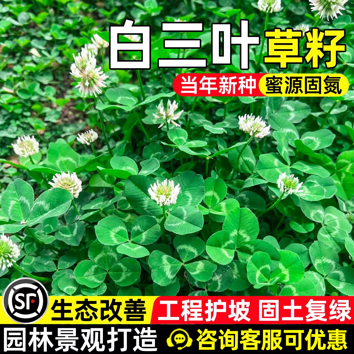 白三叶草种子耐旱护坡固土草籽荒山复绿园林景观绿化红三叶草种籽