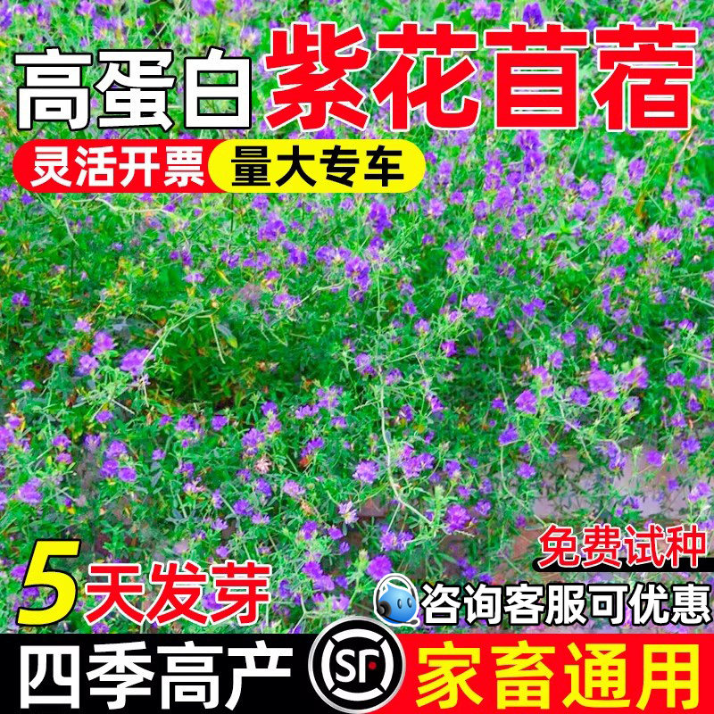 紫花苜蓿绿肥蜜源高蛋白牧草种子