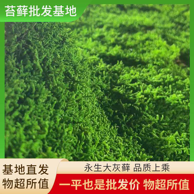 永生大灰藓永生苔藓枯山水干景软装青苔藓墙染色青苔沙盘苔藓基地