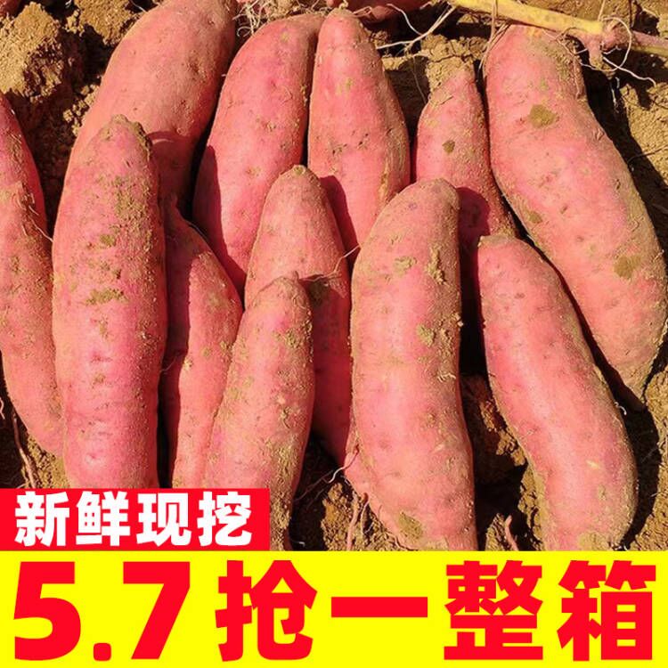 正宗西瓜红蜜薯新鲜糖心板栗番薯六鳌沙地红薯地瓜蔬菜农家自种10