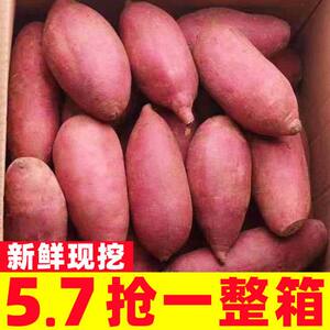 新鲜蜜薯10斤板栗红薯沙地糖心地瓜农家自种番薯现挖小香薯山芋5