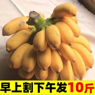 小米蕉10斤新鲜香蕉芭蕉正宗广西水果香焦自然熟苹果蕉粉蕉甜整箱
