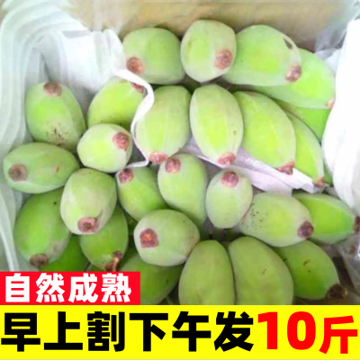 广西小米蕉10斤新鲜水果包邮现摘小香芭蕉苹果蕉甜香蕉整箱自然熟