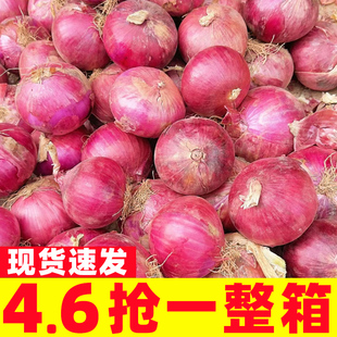 云南紫皮水果洋葱10新鲜小洋葱甜味生吃蔬菜不辣红皮大圆葱头批发