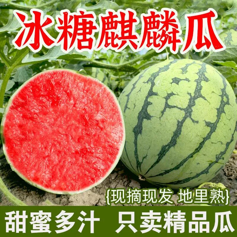 正宗云南麒麟西瓜当季新鲜水果薄皮脆甜多汁西瓜8424美都西瓜包邮