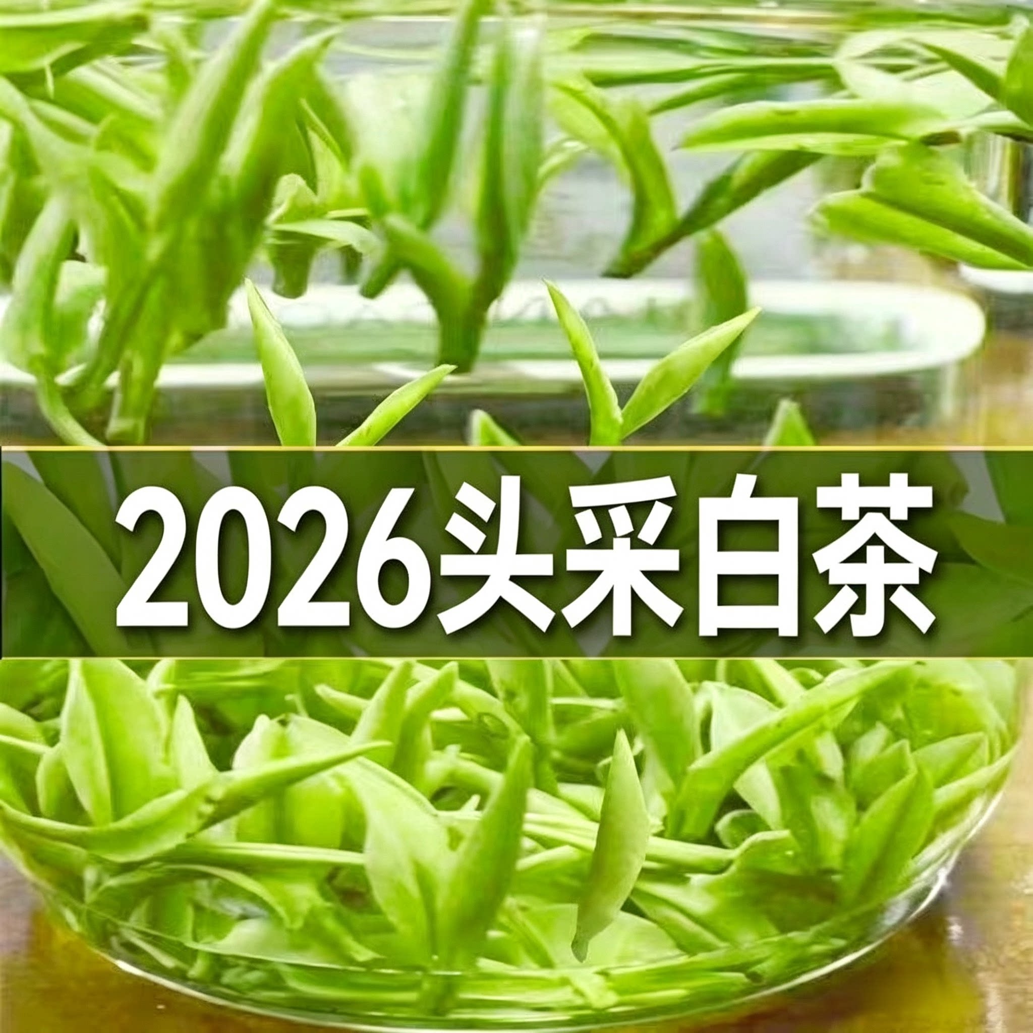 头采明前白茶茶叶2026年白叶一号新茶绿茶春茶高山正宗白茶250g