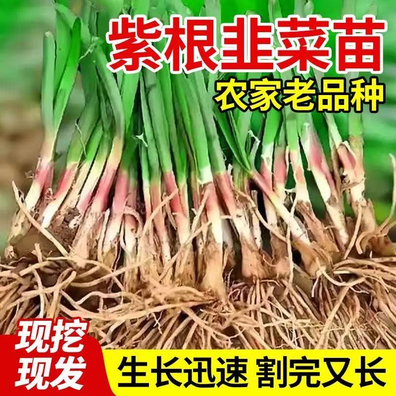 韭菜根苗阳台好养蔬菜种植盆栽