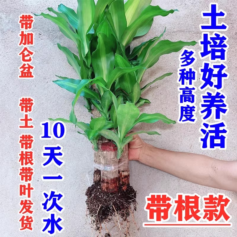 带根土培开花巴西木带芽带叶发货