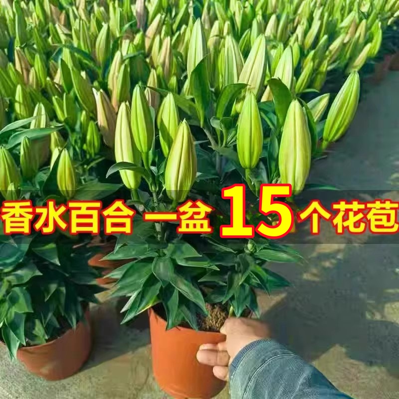 香水百合花盆栽带花苞室内浓香型花卉客厅百合鲜花植物阳台盆景花