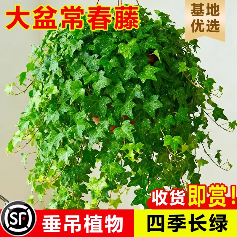 常春藤盆栽室内垂吊植物好养水培绿植净化空气除甲醛四季常青长青图片