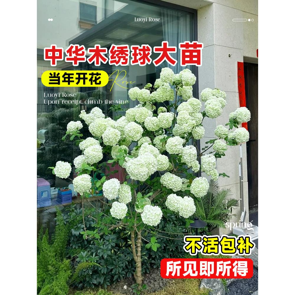 中华木绣球树苗老桩大花斗球欧洲木绣球大树盆栽室外庭院木本花苗
