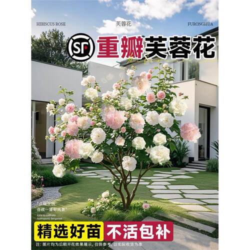 芙蓉花盆栽重瓣树苗特大