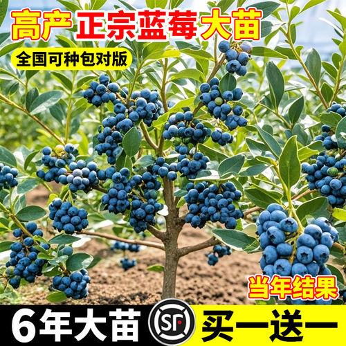 蓝莓树果苗盆栽南北方带